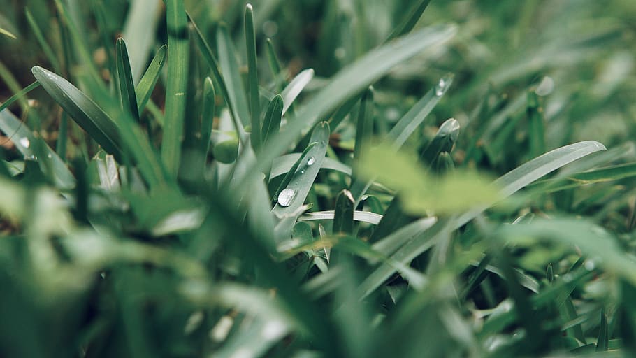 green, grass, drop, water, nature, calm, after rain, green color HD wallpaper