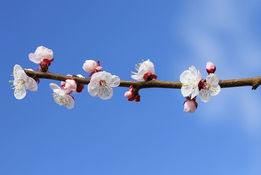 flowers, white, casey, spring, nature, color, supplies, bloom HD wallpaper
