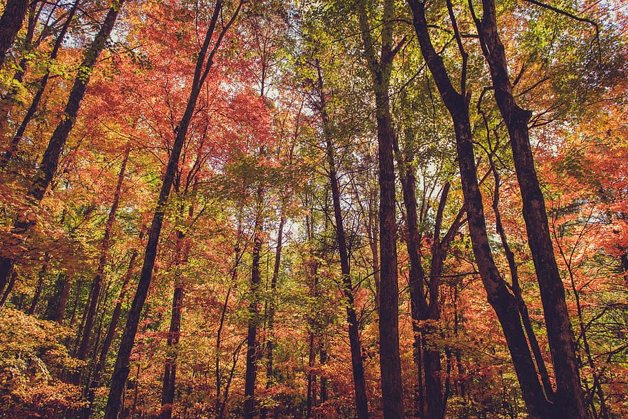 Tall trees in a forest., united states, chattanooga, enterprise south nature park HD wallpaper