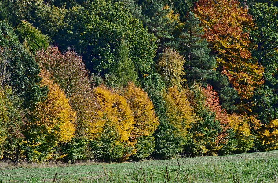 leaves, deciduous tree, autumn, forest, nature, fall foliage HD wallpaper