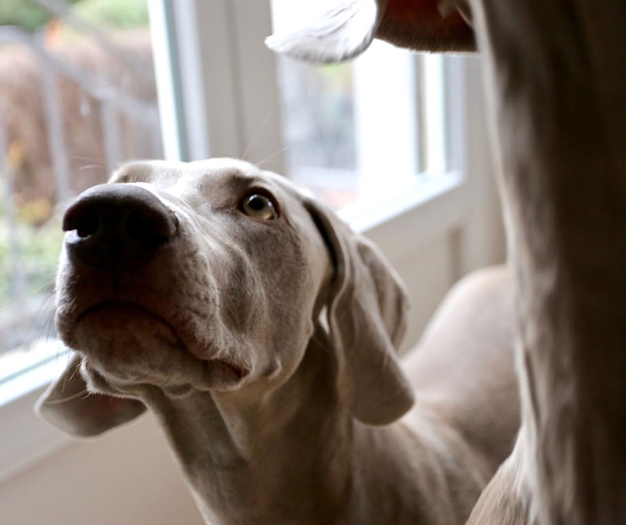 mammal, dog, canine, domestic, pets, domestic animals, one animal HD wallpaper
