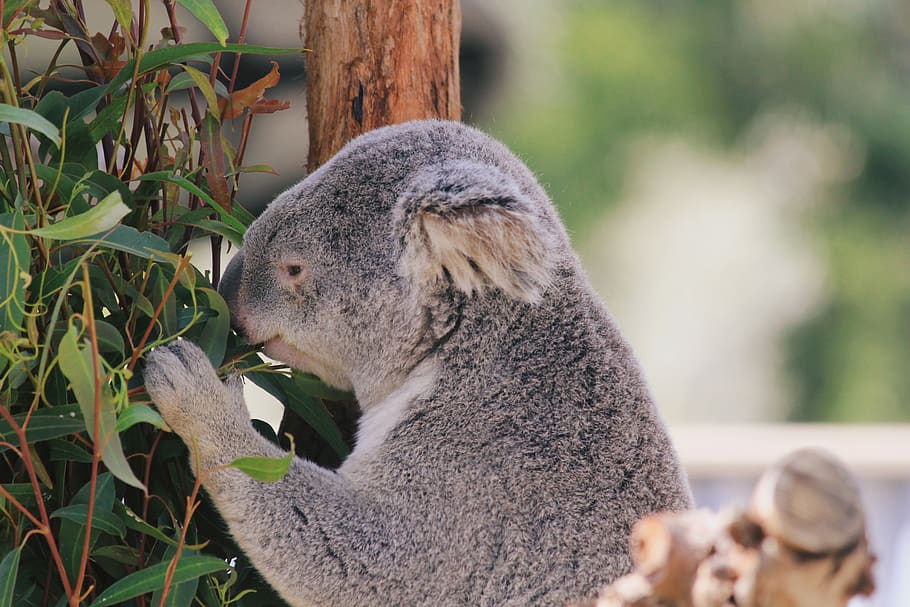 animal, animal themes, mammal, one animal, animal wildlife HD wallpaper