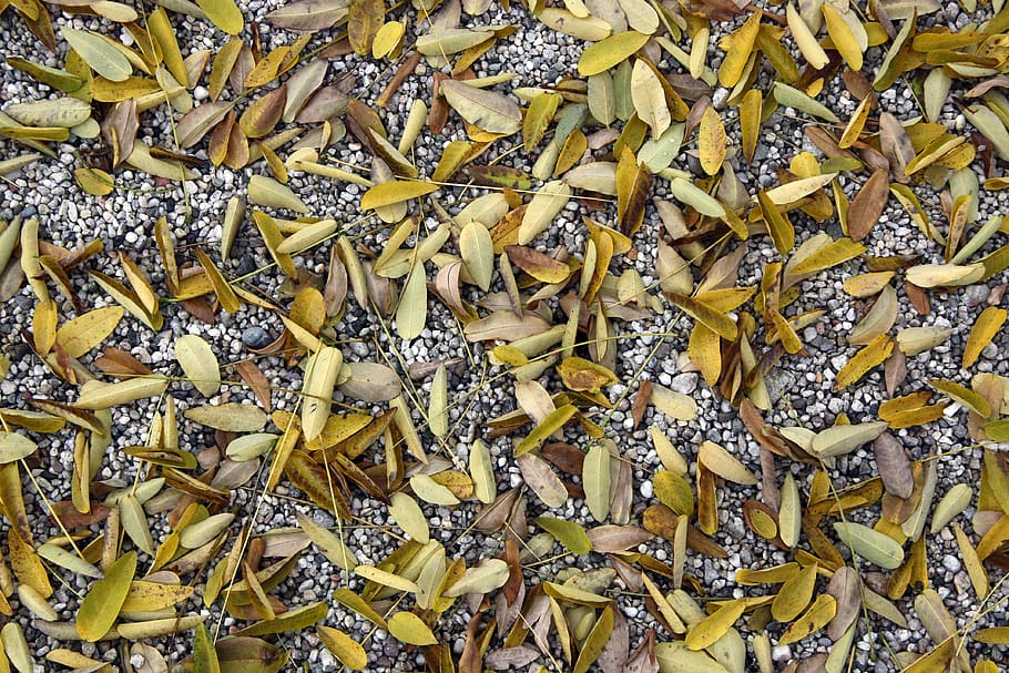 autumn leaves, background, full frame, yellow, large group of objects HD wallpaper