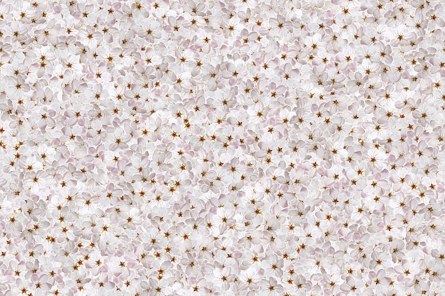 cherry blossoms, spring, flower, beautiful, plants, texture HD wallpaper
