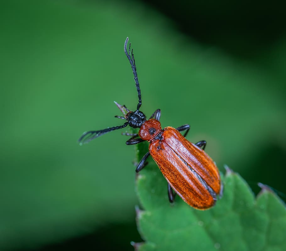 horned Beetle Perched On Green Leaf, bug, close-up, insect, little HD wallpaper