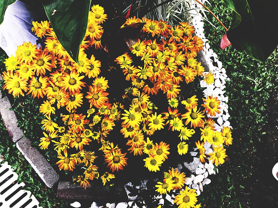 philippines, flower, flowering plant, vulnerability, fragility HD wallpaper