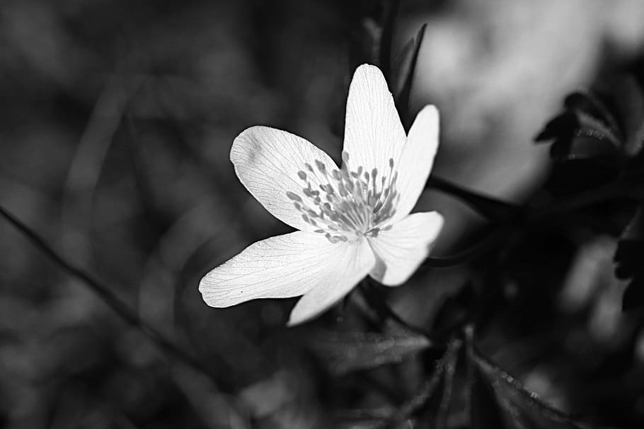 anemone, flower, spring, nature, bloom, plant, flowering plant HD wallpaper