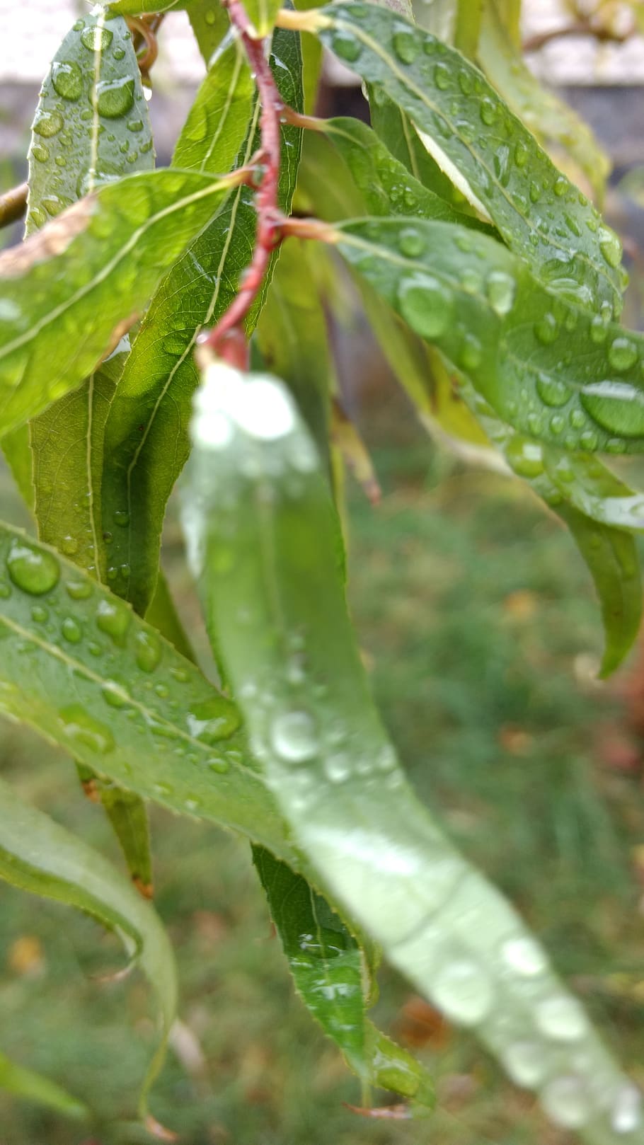 plant, green color, plant part, growth, leaf, close-up, drop HD wallpaper