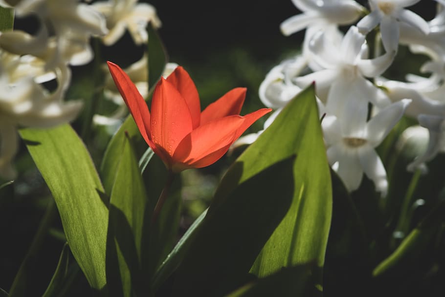 flower, tulip, red, small, small tulip, spring, nature, garden HD wallpaper