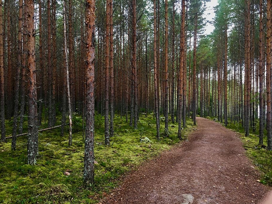finland, trees, forest, plant, woodland, beauty in nature, tree trunk HD wallpaper