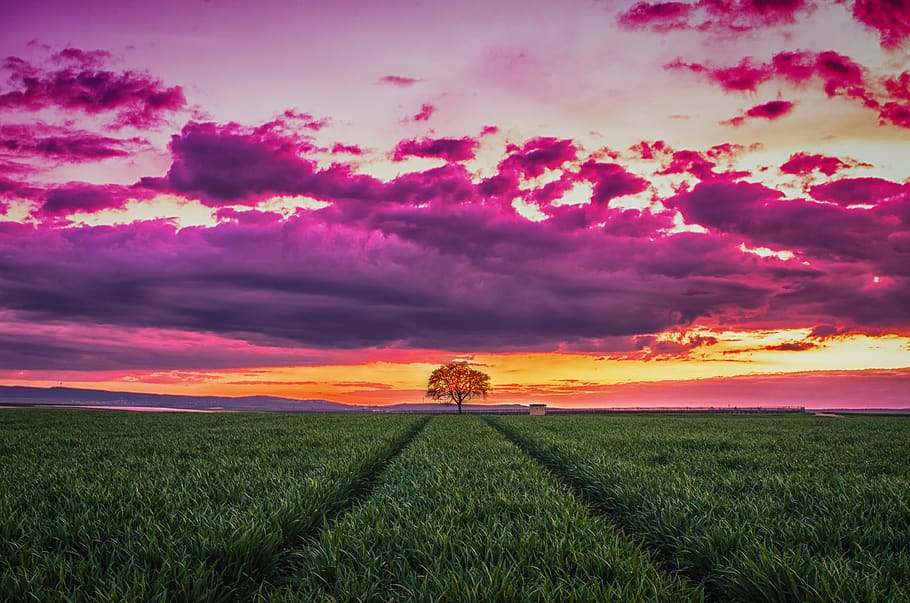tree, landscape, nature, pentax, sky, green, grass, field, mountains HD wallpaper