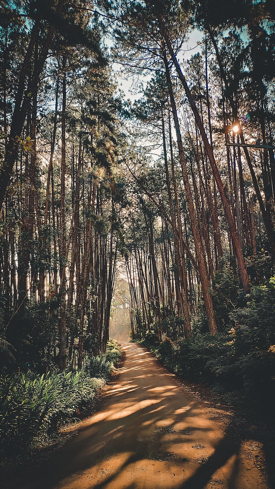 plant, tree, path, vegetation, forest, woodland, nature, outdoors HD wallpaper