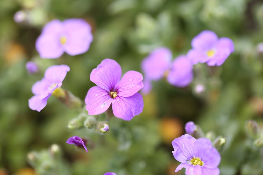flowering plant, fragility, vulnerability, freshness, petal HD wallpaper