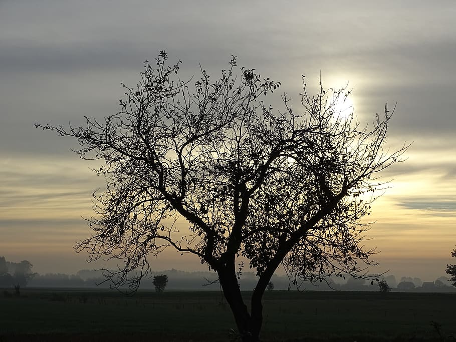 sunrise, tree, landscape, winter, nature, silhouette, sky, sunset HD wallpaper