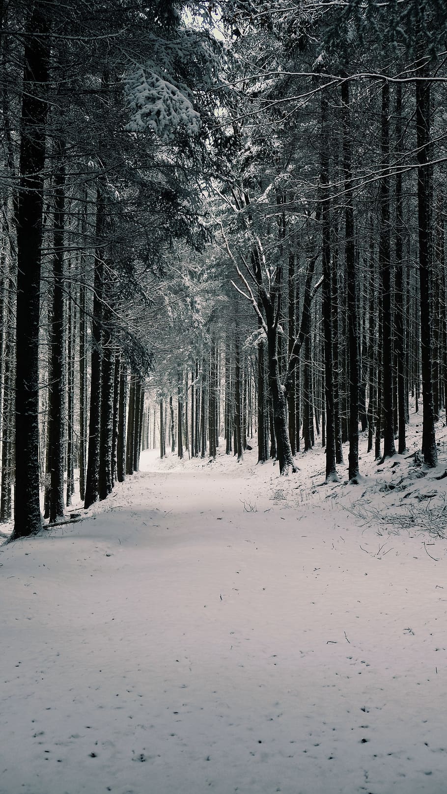 snow covered road between green trees, plant, forest, winter HD wallpaper