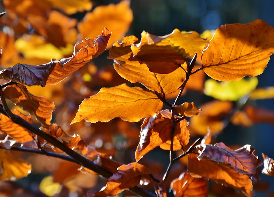 leaves, tree, forest, autumn, landscape, fall foliage, fall color HD wallpaper