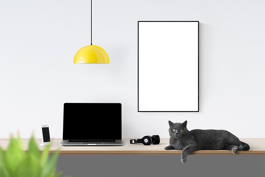 poster, frame, plant, lap, cat, laptop, headphone, table, technology HD wallpaper