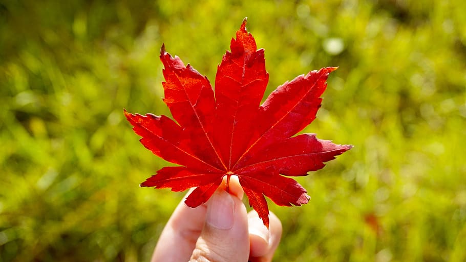 leaf, autumn, nature, human hand, human body part, red, holding HD wallpaper