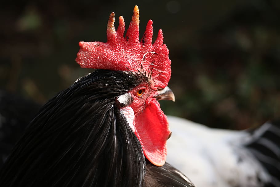 bird, portrait, nature, feather, poultry, hahn, gockel, plumage HD wallpaper