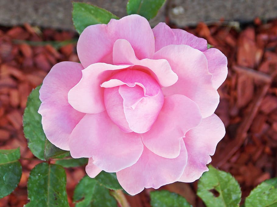 pink, flower, garden, flowering plant, pink color, beauty in nature HD wallpaper