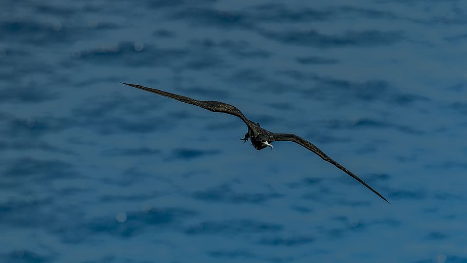 black eagle on air, bird, frigate bird, one animal, animals in the wild HD wallpaper
