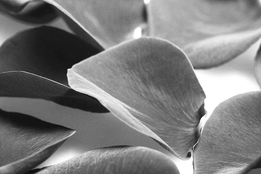 background, petals, pedal, black, white, grayscale, flower HD wallpaper