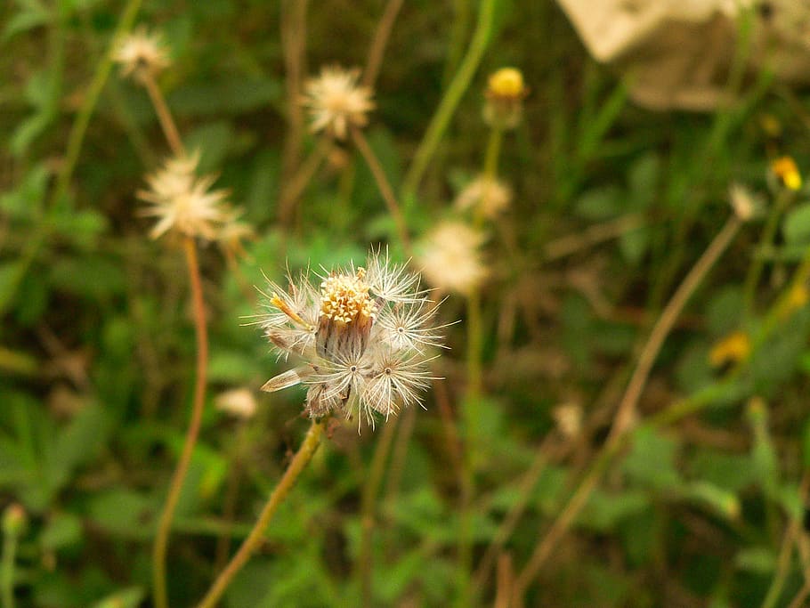 indonesia, bangil, flower, flowering plant, fragility, freshness HD wallpaper