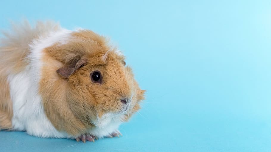 Light Brown Guinea Pig Photo, Animals, Pets, mammal, animal themes HD wallpaper