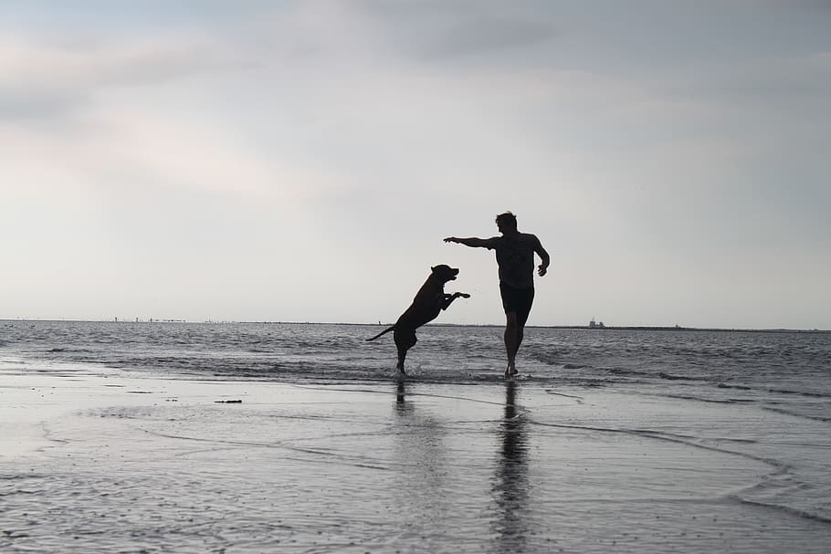 man, beach, water, dog, fun, luck, dom, sand, sea, sky, real people HD wallpaper