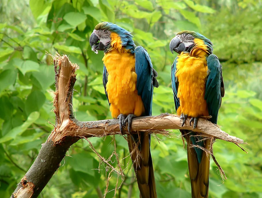 two yellow parrots on perching on twig, animal, bird, macaw, yellow blue parrots