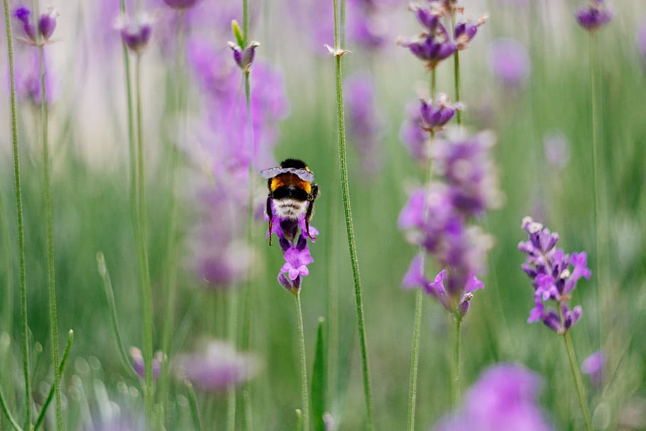 levander, flowers, bee, flowering plant, purple, beauty in nature HD wallpaper