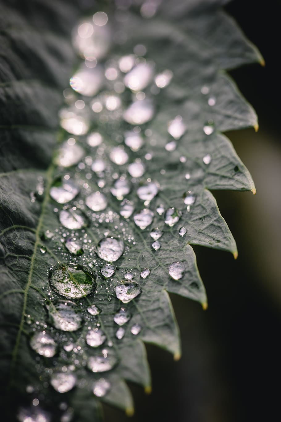 water drops on green leaf, wet, close-up, plant part, no people HD wallpaper