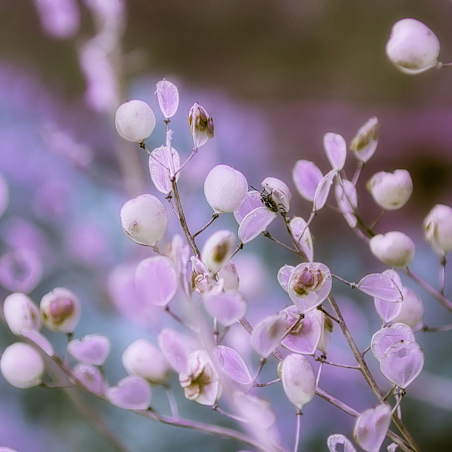 background, wild flower, purple, flowering plant, fragility HD wallpaper