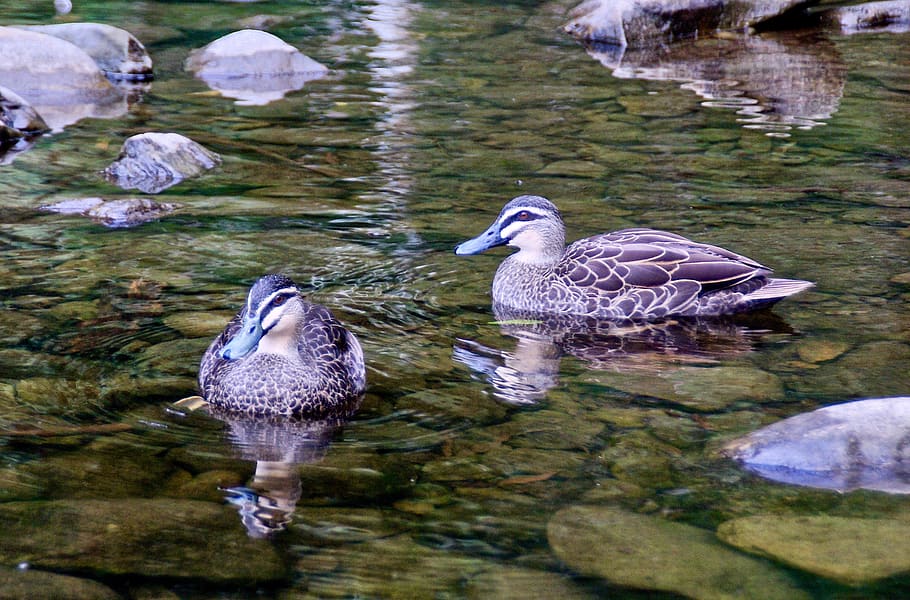 ducks, wild, pair, nature, wilderness, plumage, waters, cute HD wallpaper