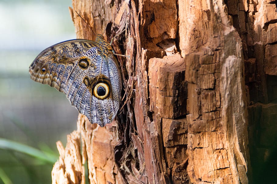 butterfly, tree, nature, animal themes, one animal, vertebrate HD wallpaper