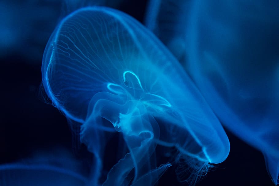jelly fish, animal, jellyfish, sea life, invertebrate, china HD wallpaper