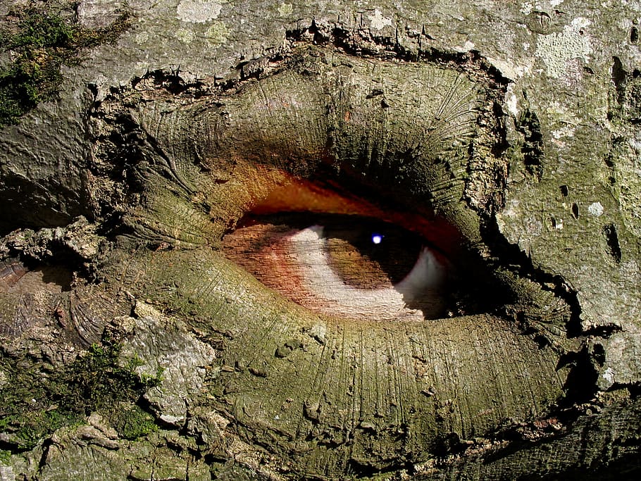 tree with painted 3D brown eye during daytime, hole, bird, animal