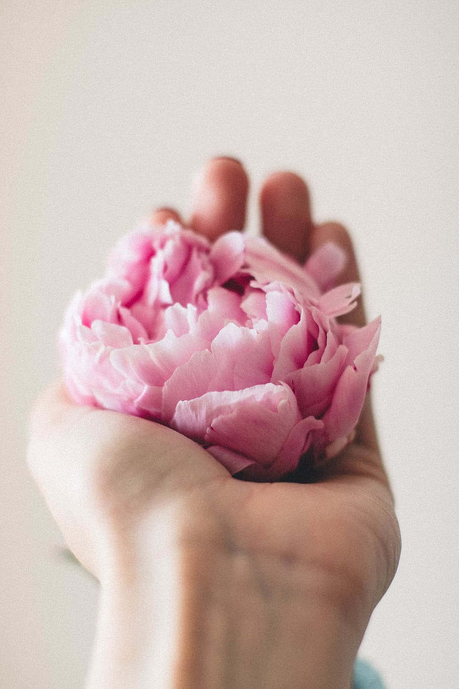Person Showing Pink Peony Flower, bloom, blossom, flora, hand HD wallpaper