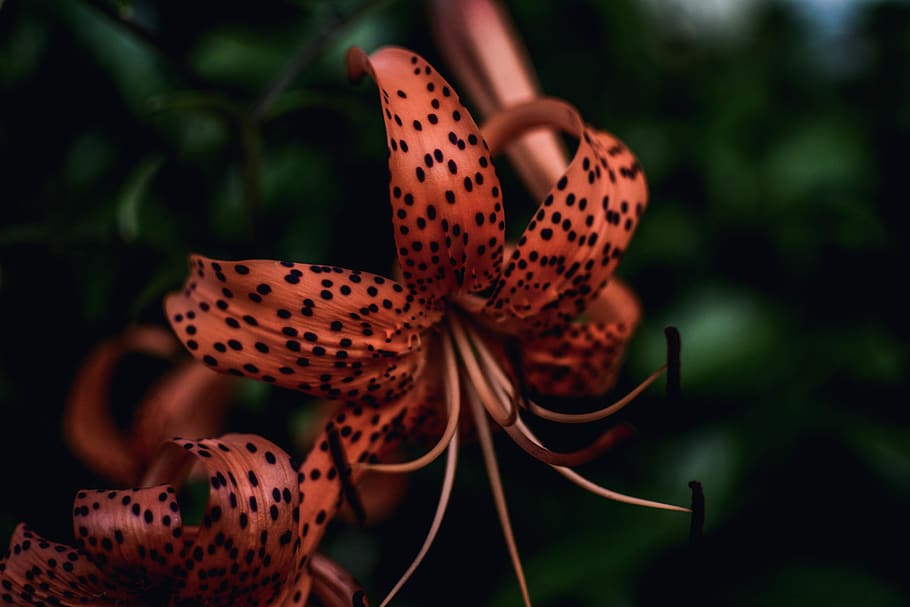 orange flower at bloom, plant, lily, blossom, snake, animal, reptile HD wallpaper