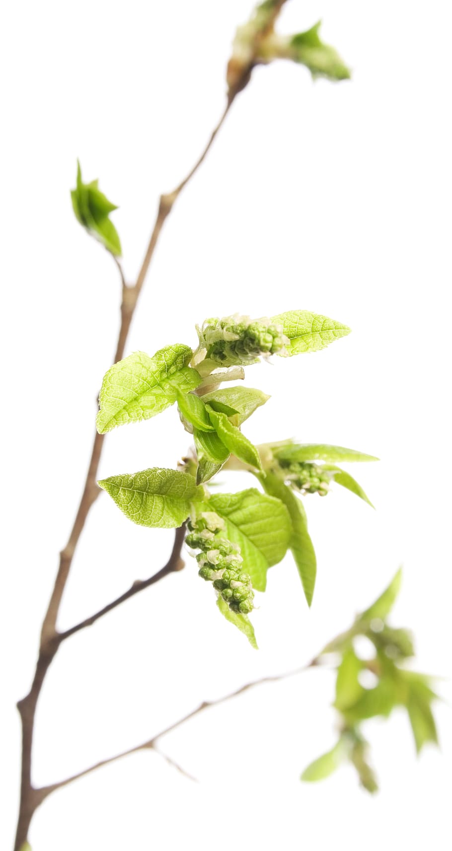 branch, tree, leaf, green, white, plant, isolated, growth, nature HD wallpaper
