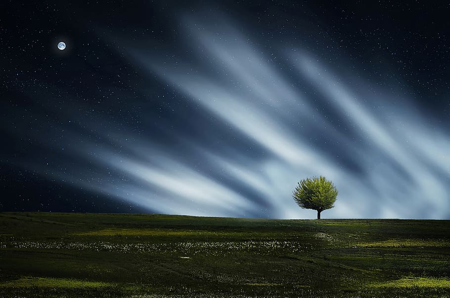 Tree during Night, calm, environment, land, landscape, moon, natural HD wallpaper