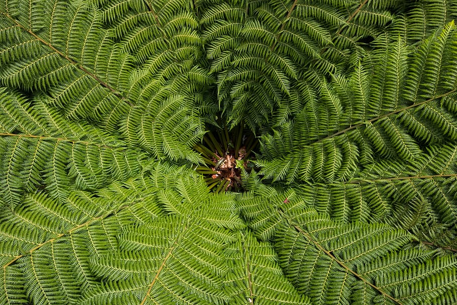 green fern plant, pattern, texture, leaf, leaves, frond, outdoors HD wallpaper