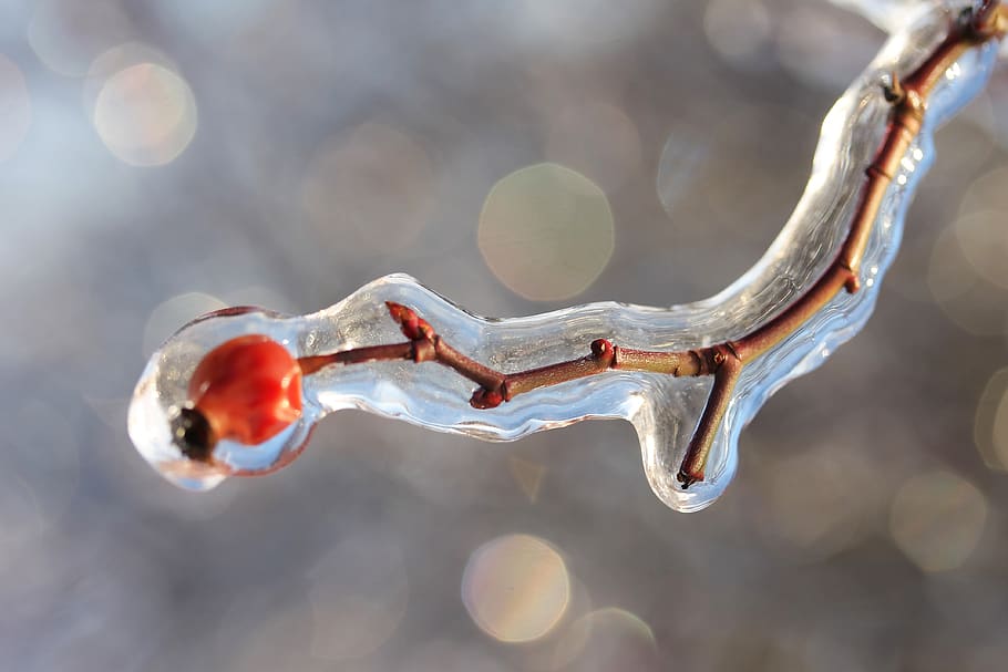 Tree Branch Covered in Ice, blur, close-up, cold, crystal, drop