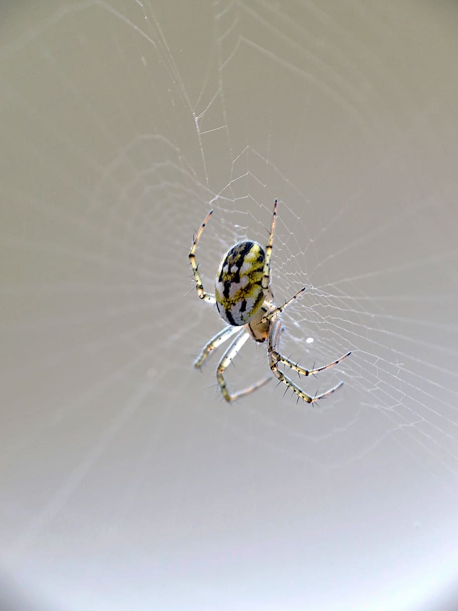 macro, insect, web, spider, animal themes, invertebrate, animals in the wild HD wallpaper