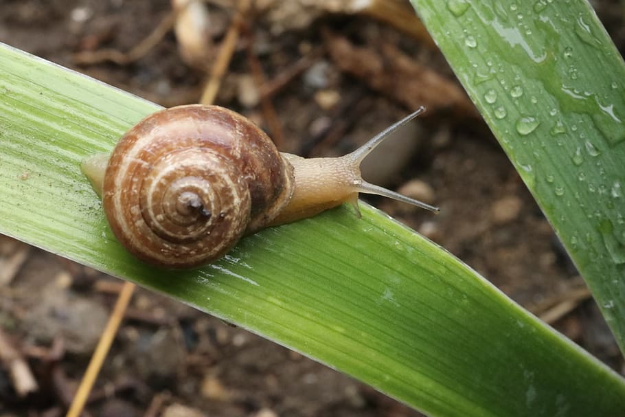 snail, rain, sheet, creeps, gastropod, mollusk, plant part HD wallpaper