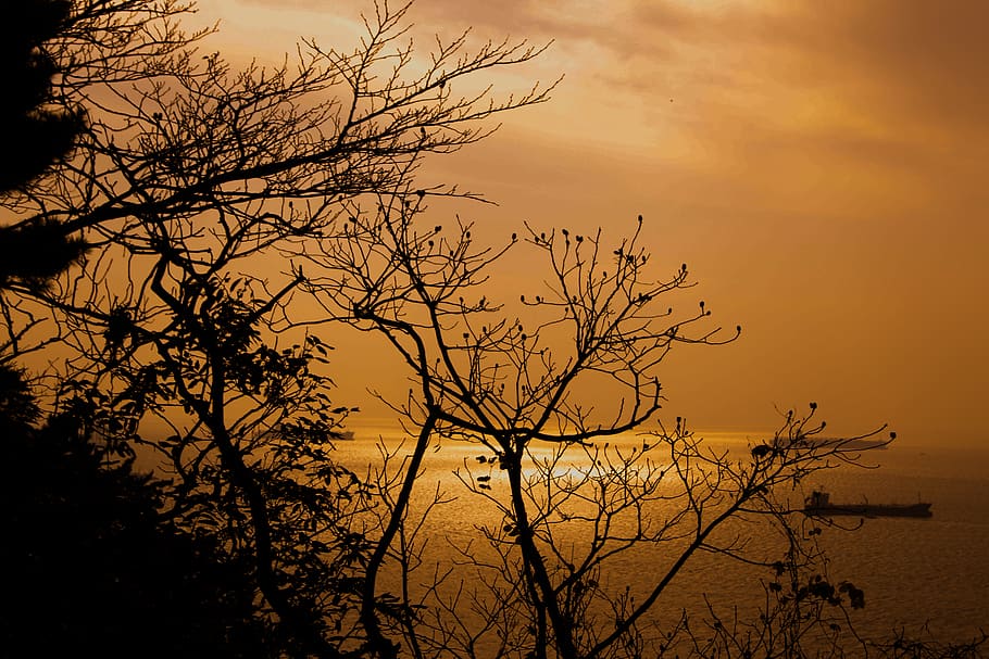 tree, sunset, sky, silhouette, plant, beauty in nature, scenics - nature HD wallpaper