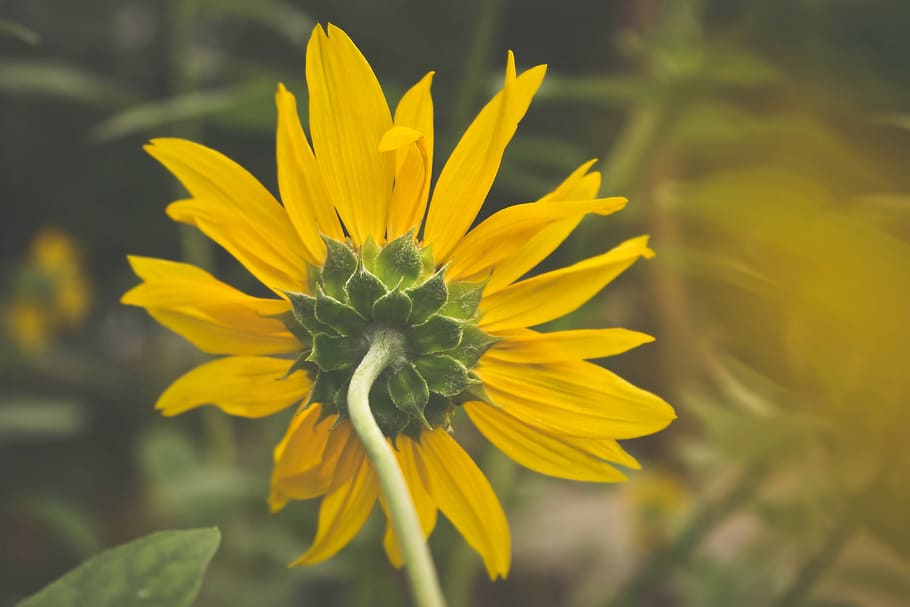 Close-Up Photography of Yellow Flower, beautiful, bloom, blooming HD wallpaper