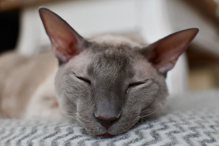 cat, cornish rex, sleepy, satisfied, comfy, mammal, animal HD wallpaper