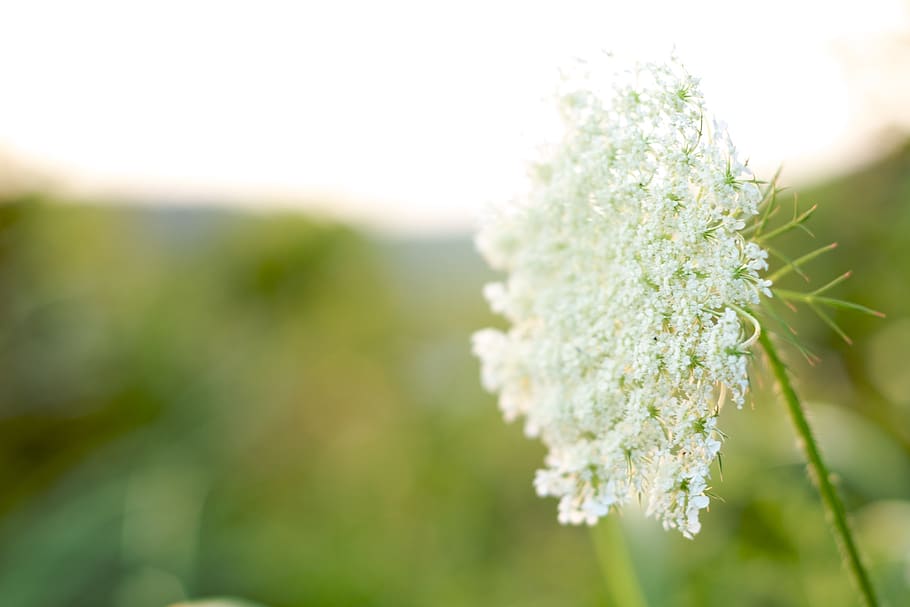 sun ray, flower, plant, growth, close-up, nature, flowering plant HD wallpaper