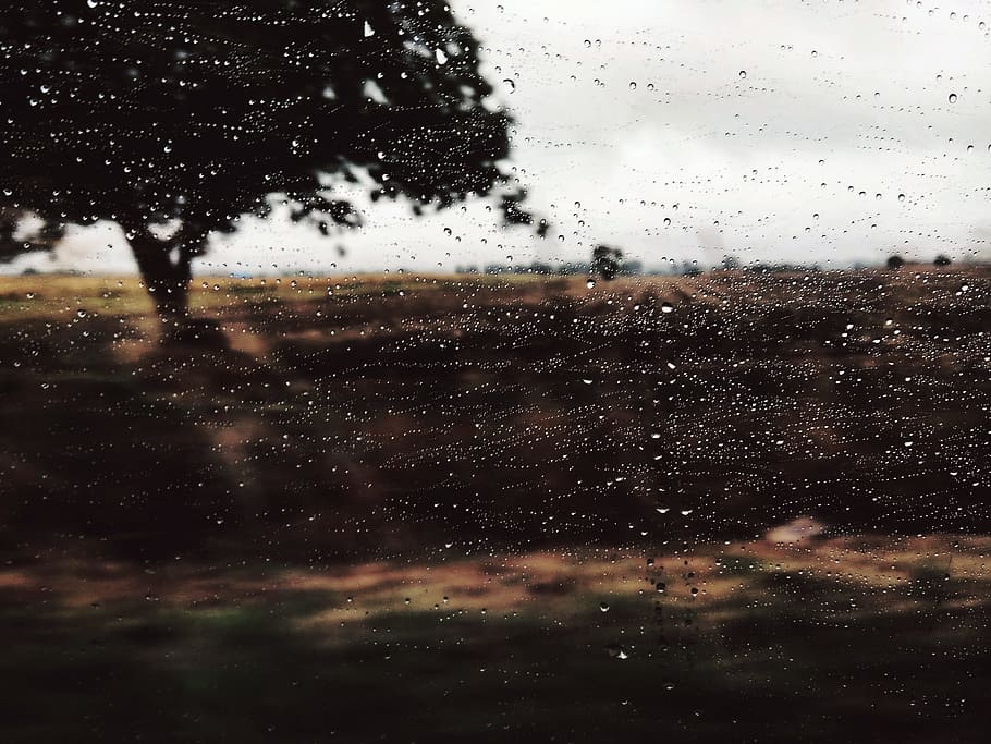 window, water, tree, rain, weather, storm, landscape, forest HD wallpaper
